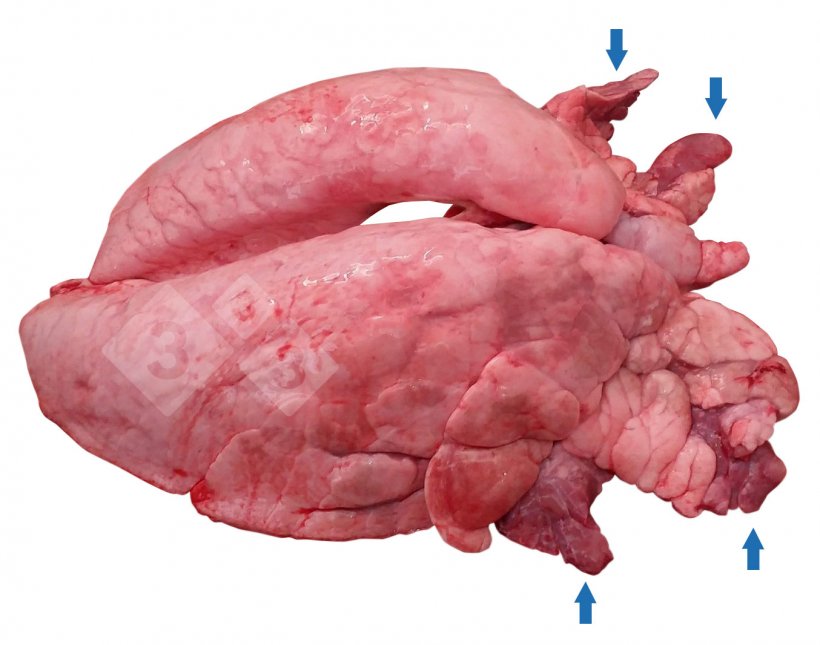 Figura 1.&nbsp;Consolida&ccedil;&atilde;o pulmonar cranioventral (CPCV) em su&iacute;nos.
​
